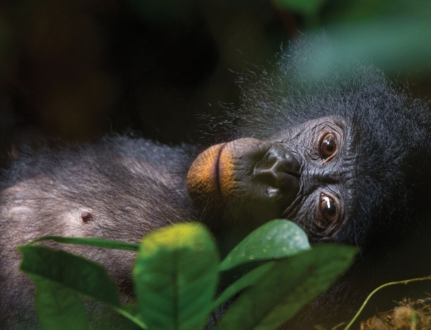 A teenage female Bonobo Pan paniscus with an orange mouth after eating clay - which they do to neutralise plant toxins 