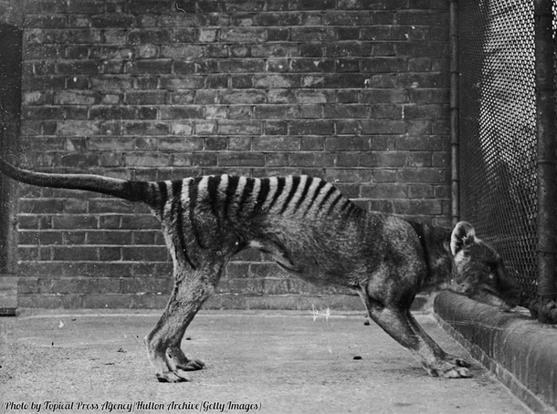 A thylacine or Tasmanian tiger in captivity circa The last thylacine died in captivity in ...