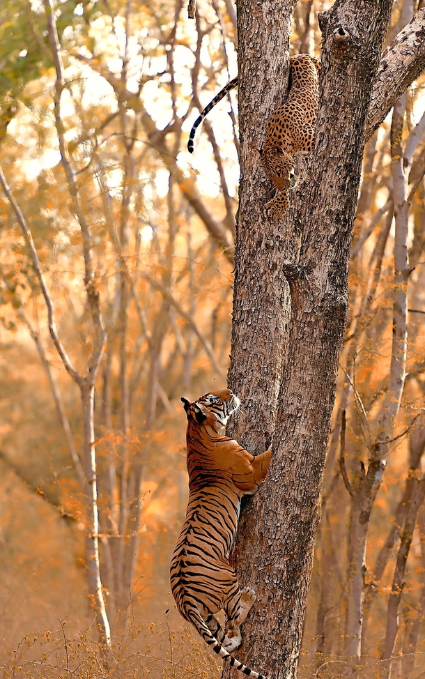 A tiger hunting down a leopard in Ranthambhore National Park India 