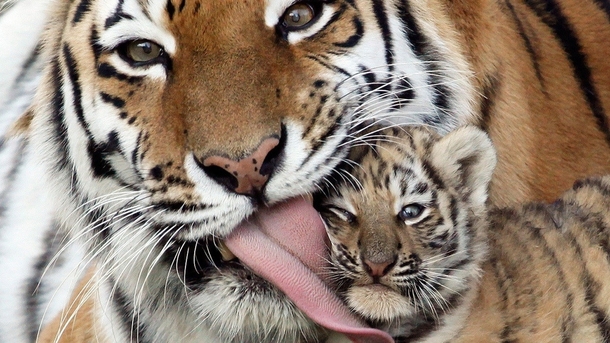 A tiger licking her cub 