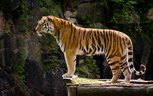 A tiger standing on a cliff x