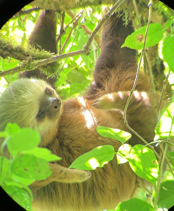 A -toed sloth I found scratching his belly in the Monteverde Cloud Forest CR OC 
