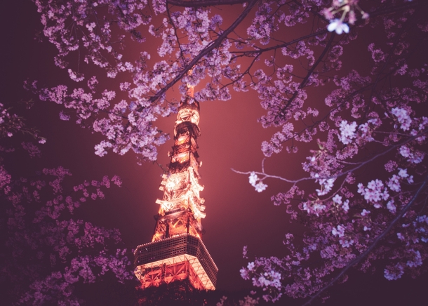 A Tokyo night in bloom 