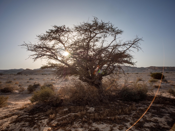 A tough tree standing in the middle of the desert Tzukim Israel 