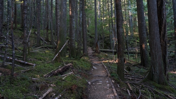 A trail through the forest of Vancouver Island 