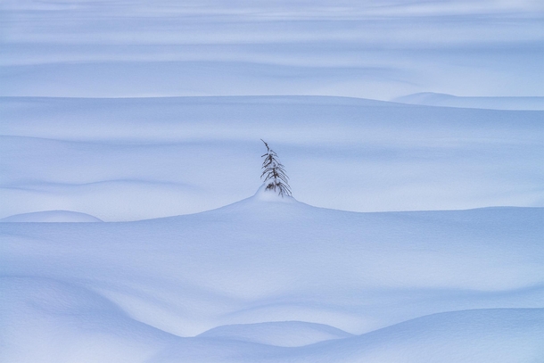 A tree almost completely buried in snow in Jasper National Park Canada 