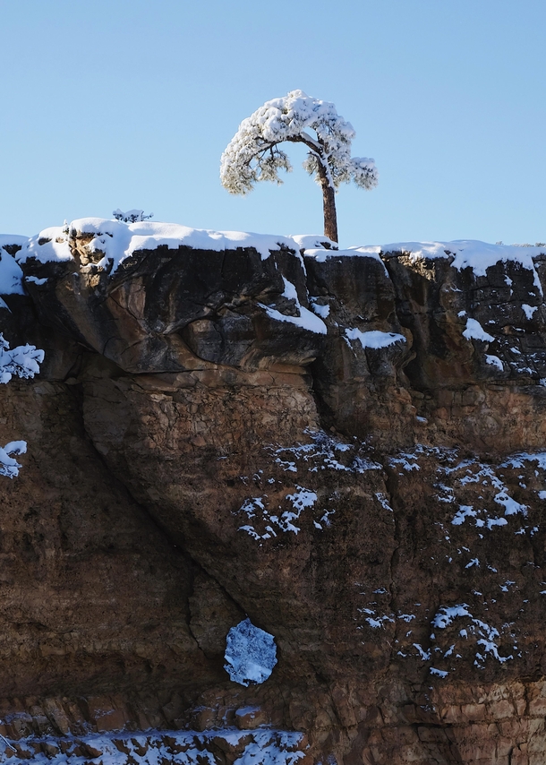 A tree and a hole Grand Canyon 
