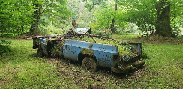 A tree fell on this Chevy and it was left to nature