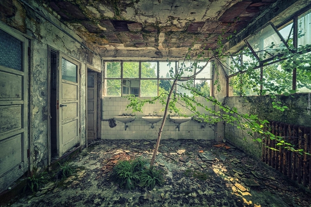 A tree growing in an abandoned bathroom 