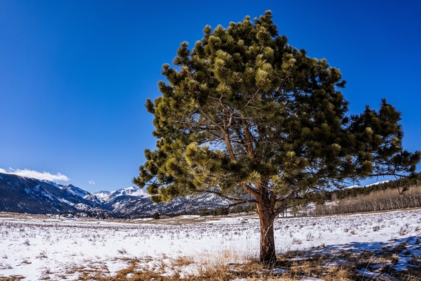 A Tree in a Field - Rocky Mountain National Park 