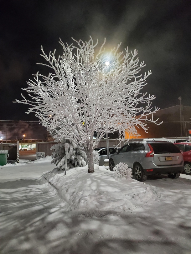 A tree in a parking lot Anchorage AK 