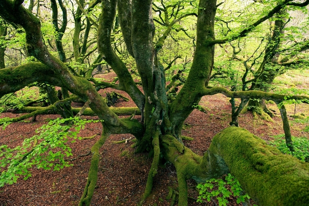 A tree in the woods near Oban Scotland - Photorator