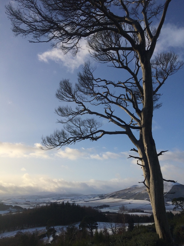 A Tree In Winter Aberdeenshire Scotland 