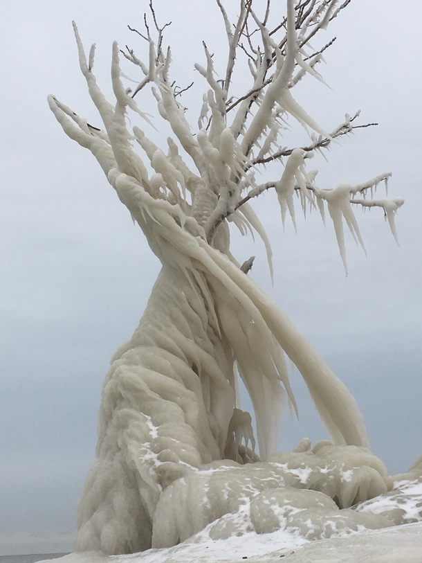 A tree on the shores of Lake Erie