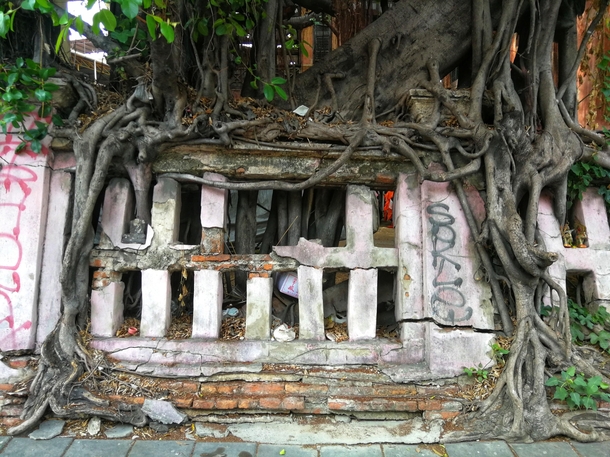 A tree reclaiming its territory in Bangkok