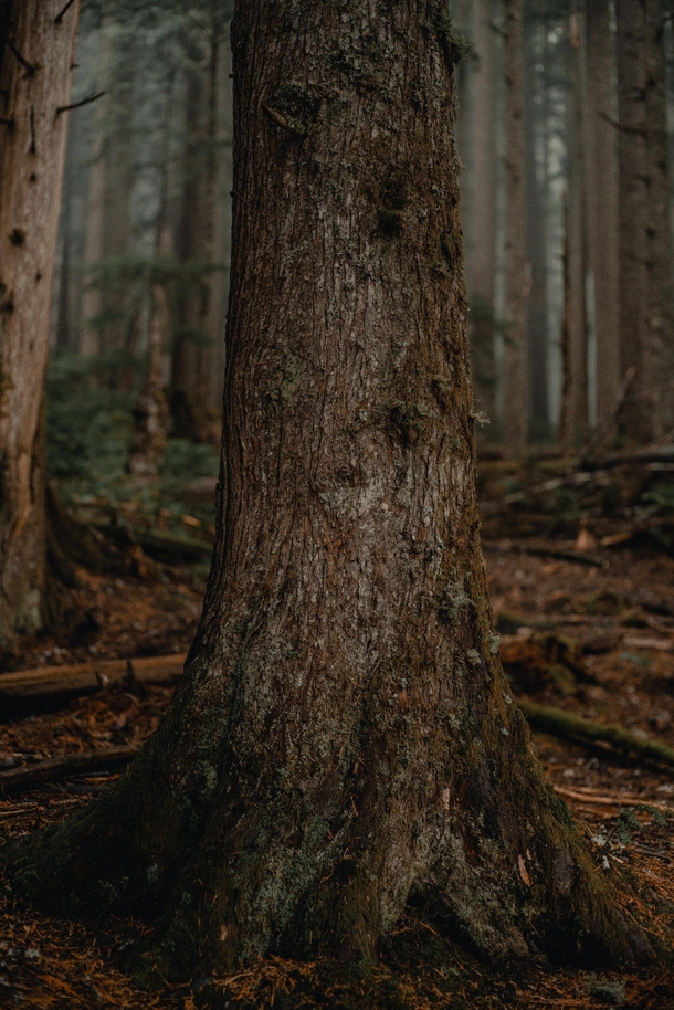 A Tree Trunk in Mount Rainier National Park Washington 