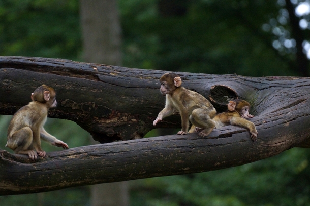 A trio of adorable barbary macaques  Photographed by Ralf