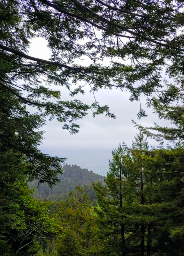 A verdant view from the canopy of the Redwood Forest looking out into the Pacific Ocean 