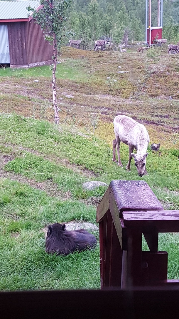 A very brave reindeer Rangifer tarandus grazing close to the dog