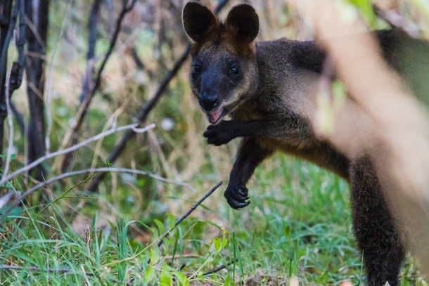 A Very Happy Swamp Wallaby 