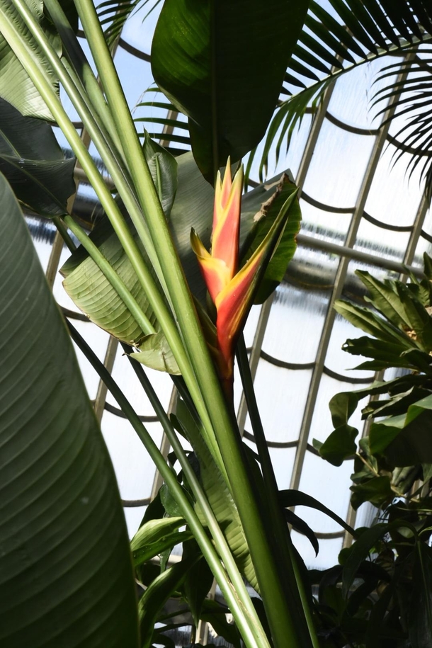 A very nice Heliconia at Palmenhaus Schnbrunn Sadly the exact species is unknown to me