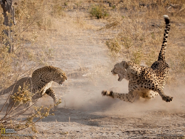 A very rare adrenaline-packed showdown between two spotted predators a male cheetah and a female leopard 