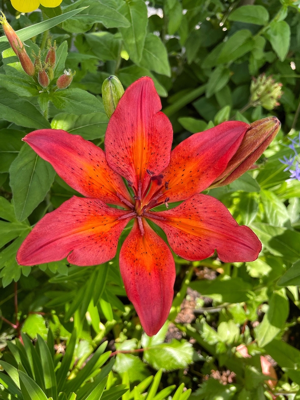 A vivid lily to start the day