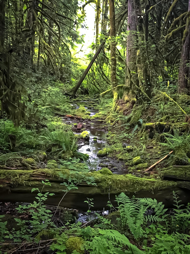 A walk through a mossy forest Western Washington 