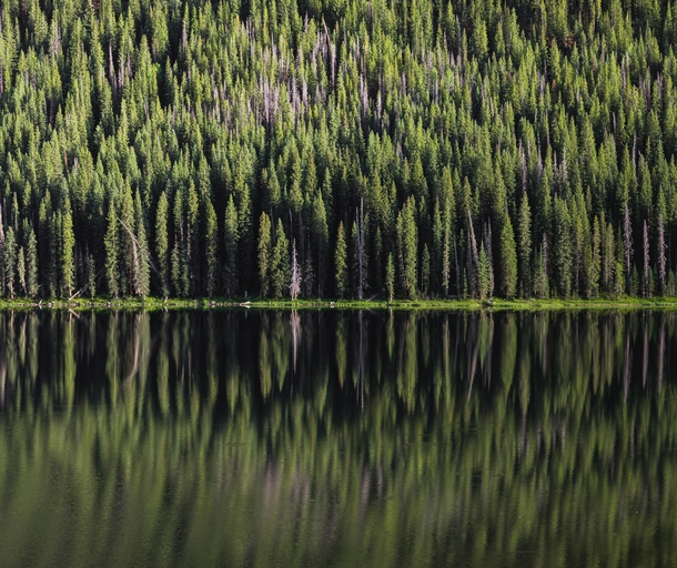 A wall of pine trees reflecting off of the appropriately named Piney Lake in Colorado 