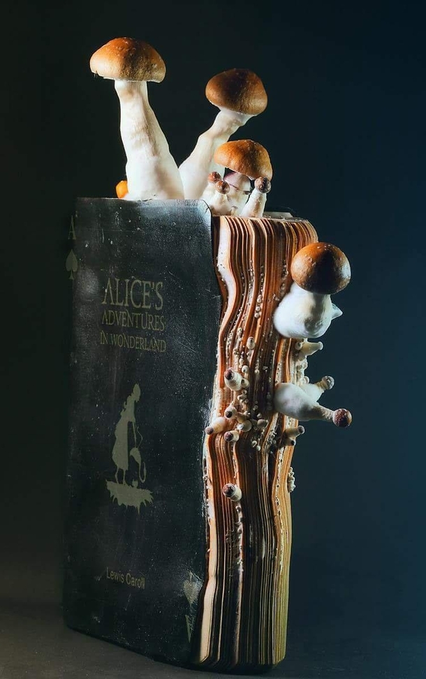 A water-damaged copy of Alice in Wonderland which grew fungi