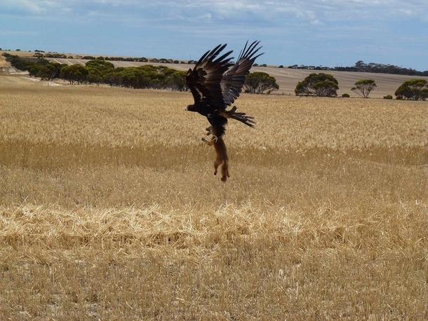 A wedge-tailed eagle taking a fox  crosspost rAustralia