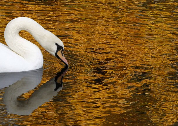 A white swan swims in a pond at the Summer Garden in central St Petersburg 