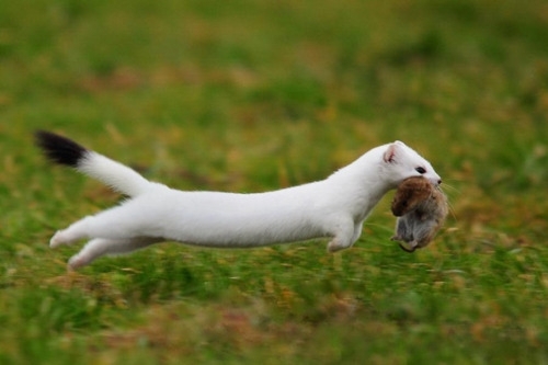 A White weasel running with his prey 