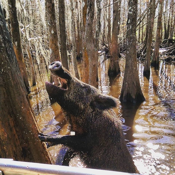 A wild boar in the bayou outside of Slidell Louisiana 