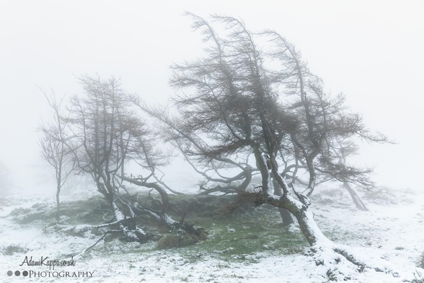A windswept group of trees at the top of Gummers How surrounded by the mist and snow The Lake District 