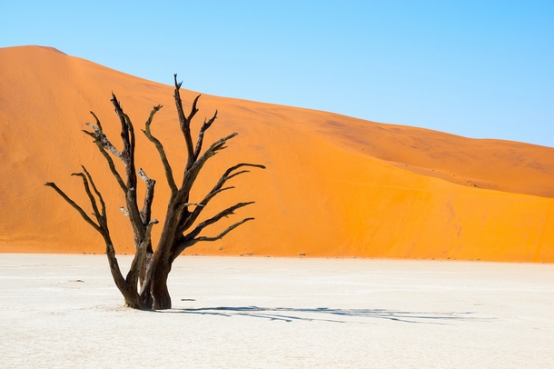 A witness of time in the Namib Desert This tree may be older than  years Namibia 