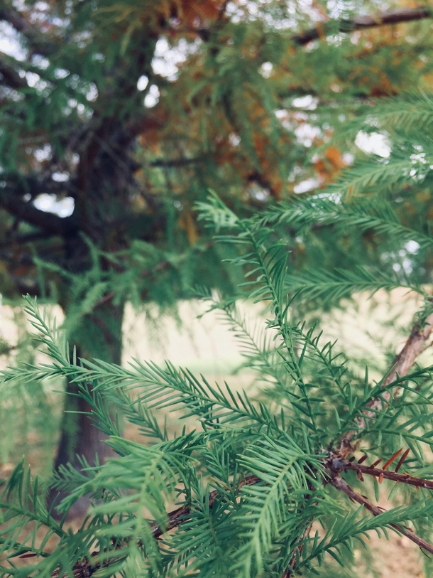 A wonderful ferrous pine in Australias golden valley tree park