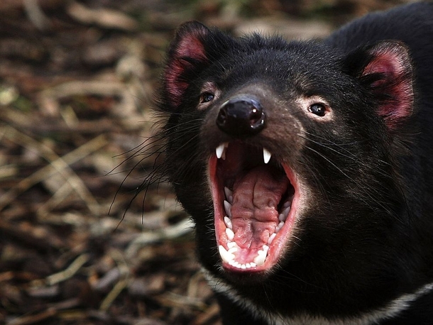 A yawning Tasmanian devil at a quarantine facility in Hobart Tasmania