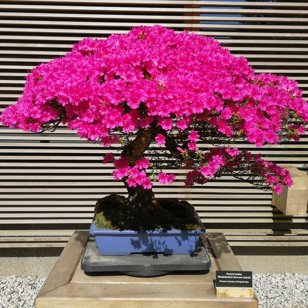 A  year-old azalea bonsai 