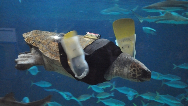 A -year-old loggerhead turtle is on her th pair of prosthetic limbs after a shark attack five years ago left her seriously wounded 