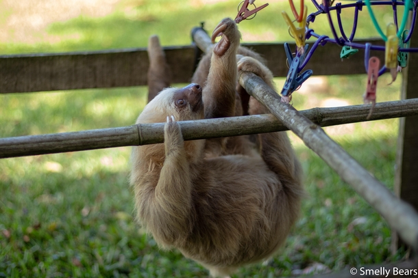 A young Hoffmans Two Toed Sloth trying to find hibiscus petals on their jungle gym This one is well on the path to release back into the wild