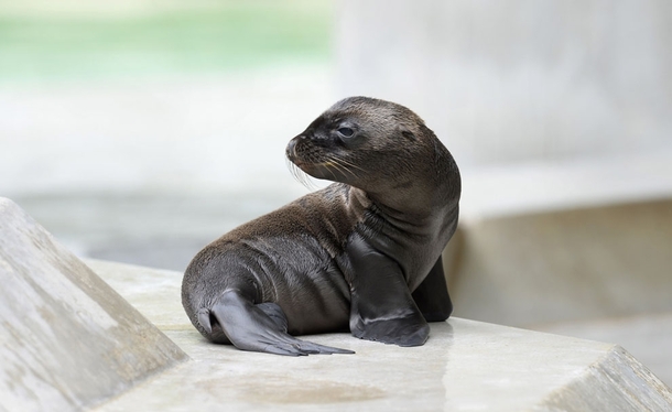 A young sea lion sits in his enclosure at a zoo in Munich Germany 