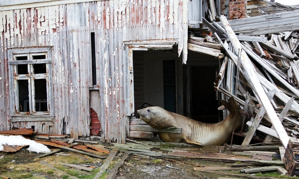 Abandoned Antarctic whaling station has a new tenant