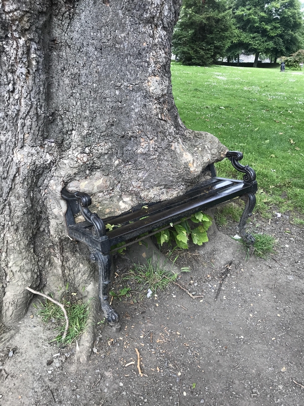 Abandoned bench eaten by a tree Dublin