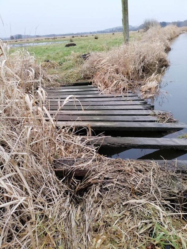 Abandoned bridge in Danish wetlands