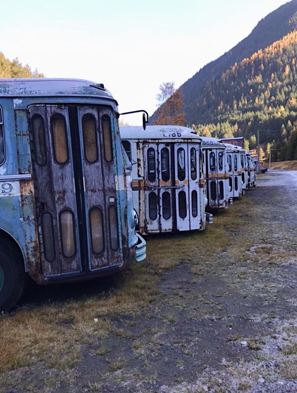 Abandoned busses in Sandon BC