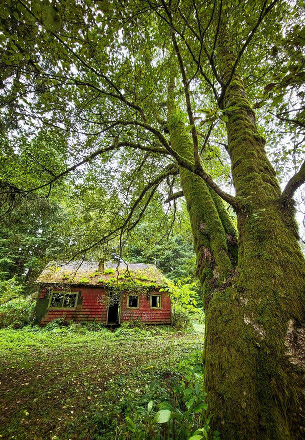 Abandoned cabin in WA