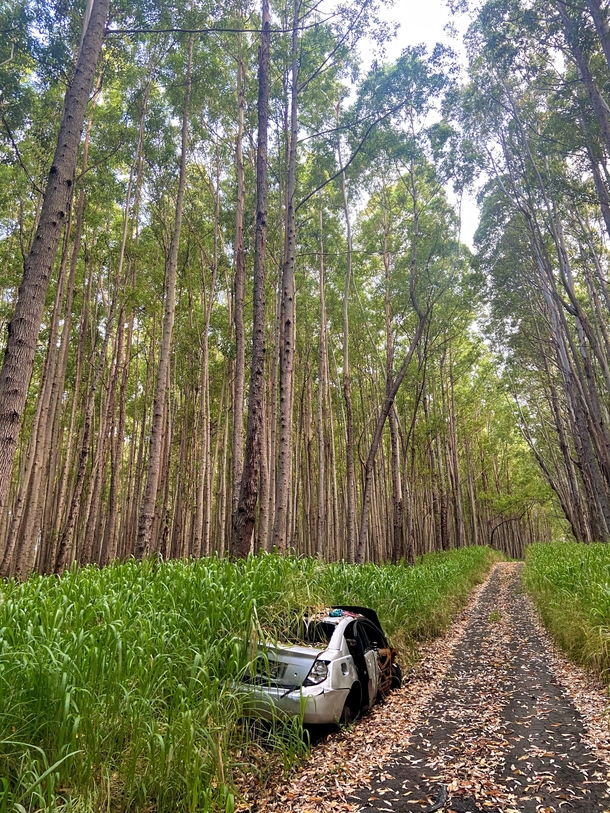 Abandoned car in Eucalyptus forest Hawaii 
