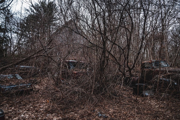 Abandoned cars in vines