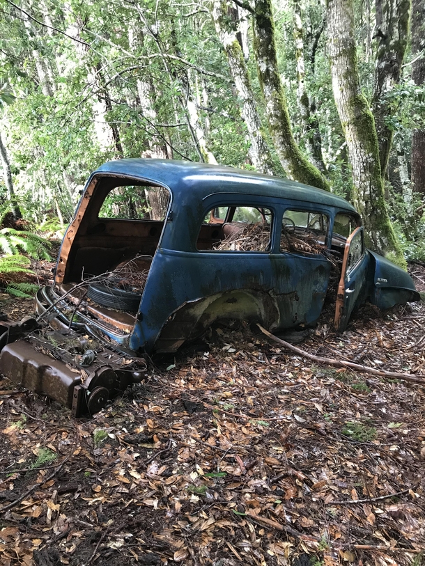 Abandoned Chevy in the rainforest